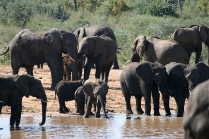 small eles